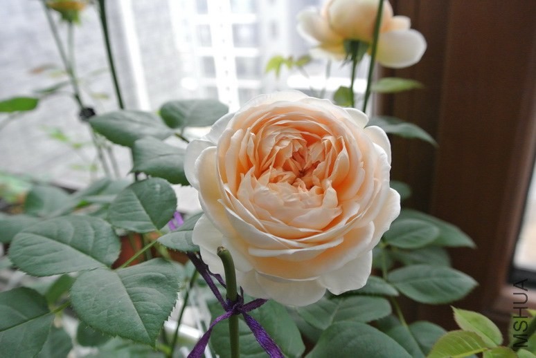 DSC_1458_������С.JPG