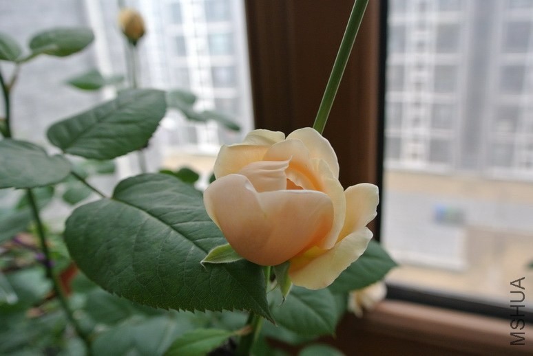DSC_1464_������С.JPG