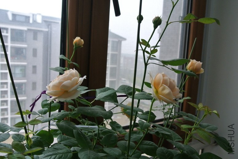 DSC_1476_������С.JPG