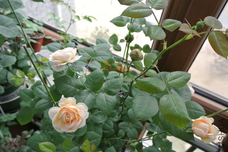DSC_1480_������С.JPG