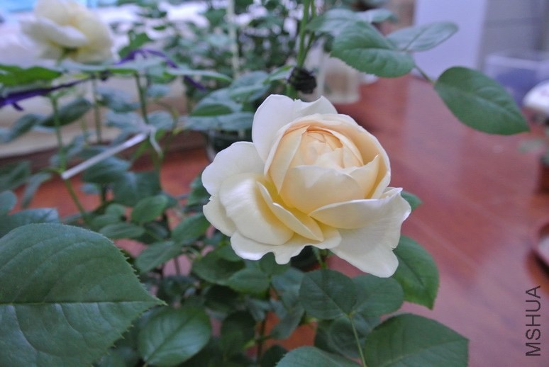 DSC_1526_������С.JPG