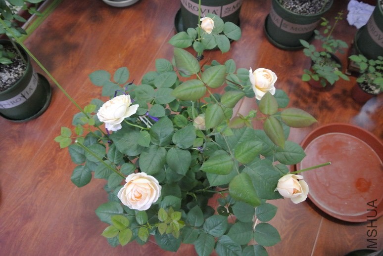 DSC_1539_������С.JPG