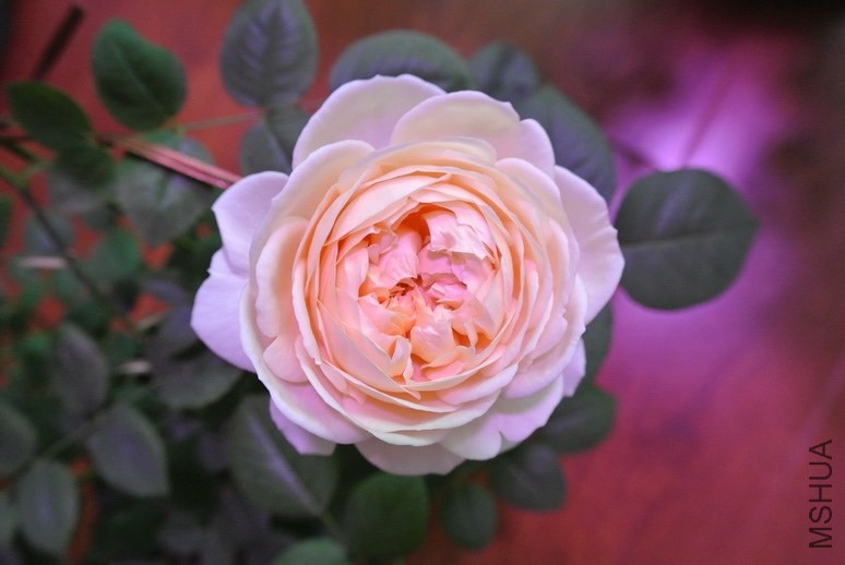 DSC_1553_������С.JPG