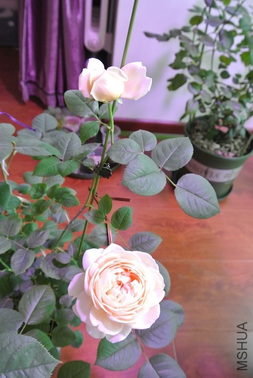 DSC_1557_������С.JPG