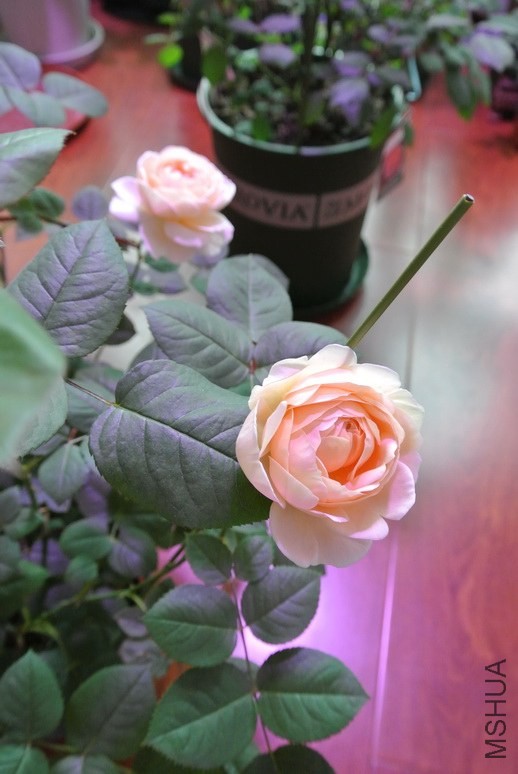 DSC_1559_������С.JPG