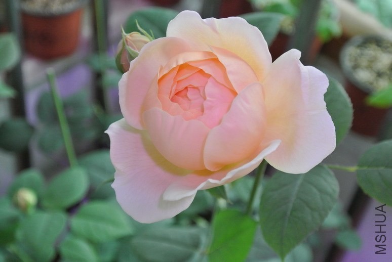 DSC_1920_������С.JPG
