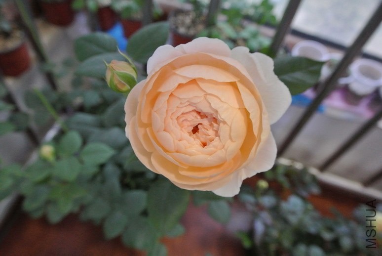 DSC_1947_������С.JPG