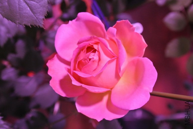 DSC_1346_������С.JPG