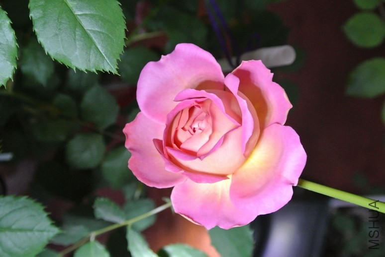 DSC_1356_������С.JPG