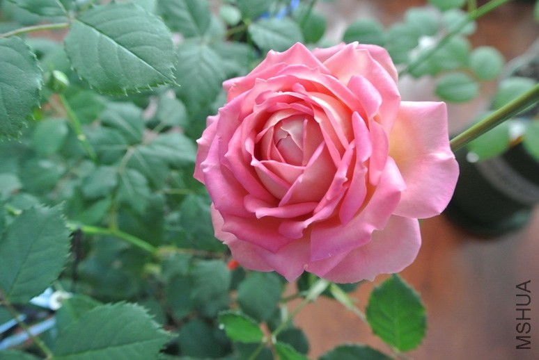 DSC_1443_������С.JPG