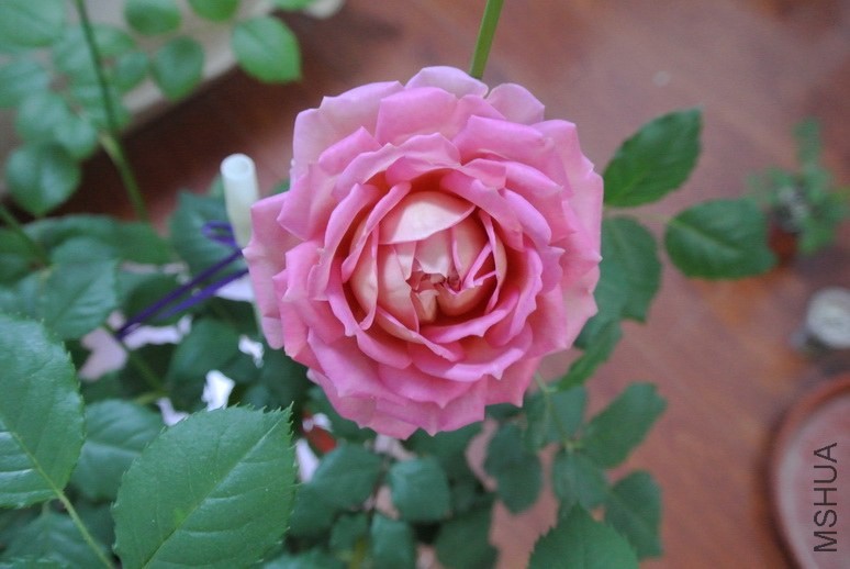 DSC_1495_������С.JPG