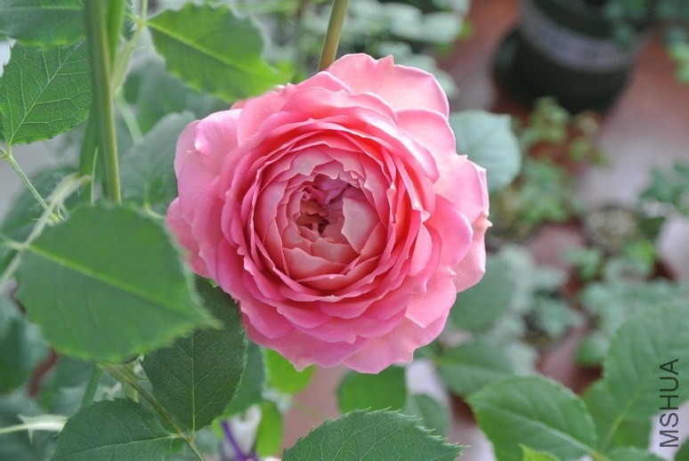 DSC_1858_������С.JPG