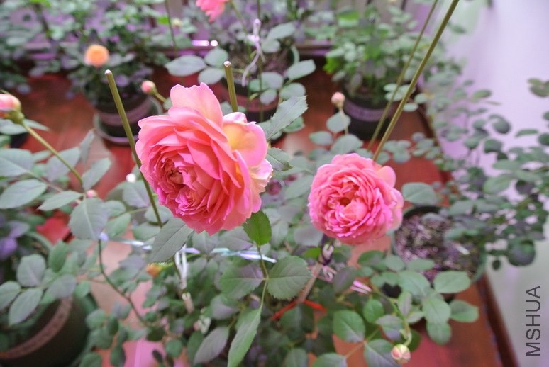DSC_1879_������С.JPG