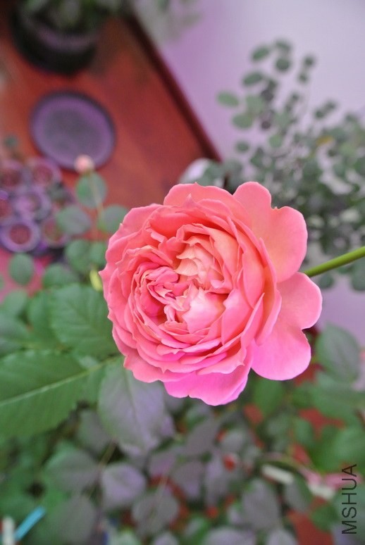 DSC_1888_������С.JPG