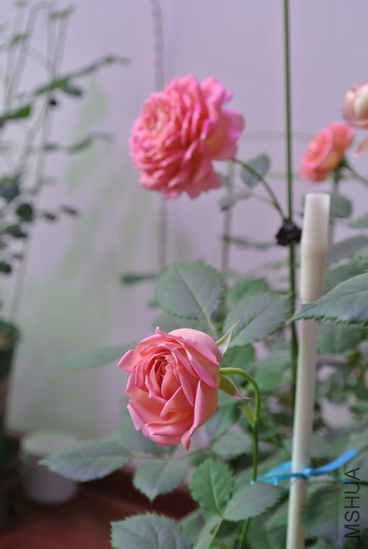 DSC_1934_������С.JPG