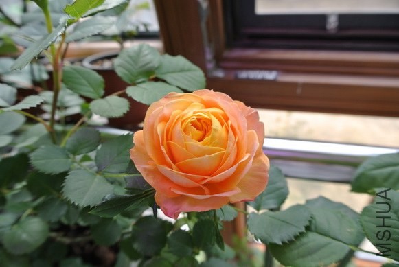 DSC_1256_������С.JPG