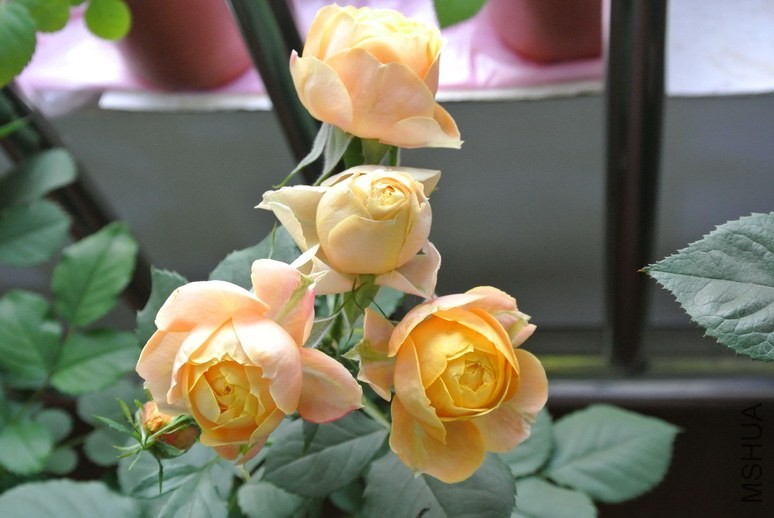 DSC_1862_������С.JPG