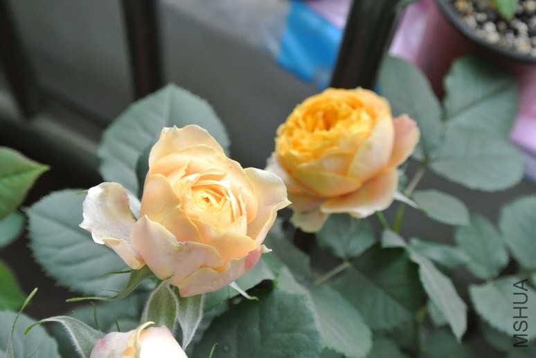 DSC_1863_������С.JPG