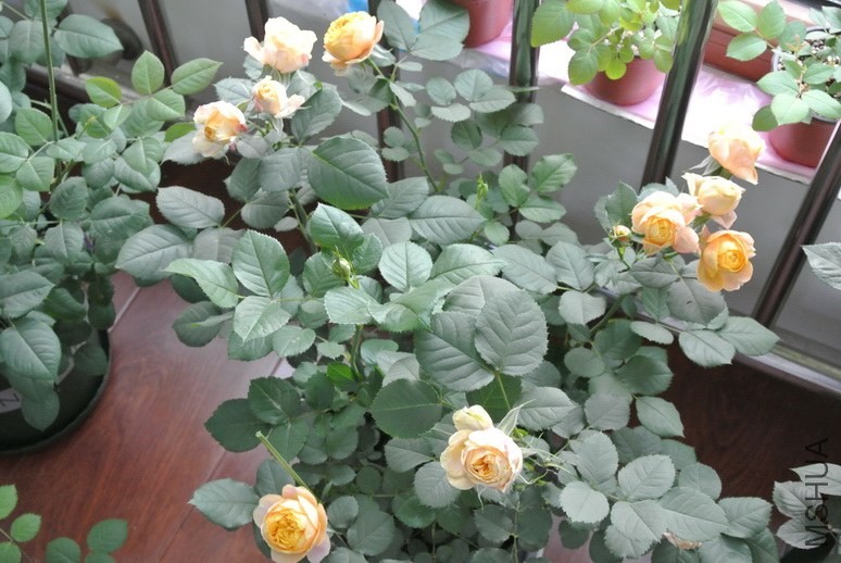 DSC_1864_������С.JPG