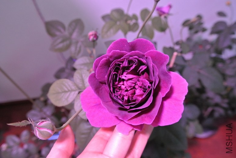 DSC_1674_������С.JPG