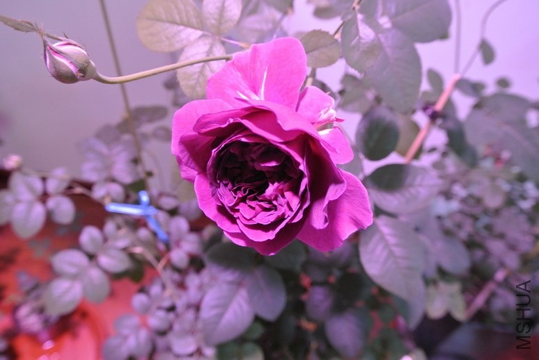 DSC_1676_������С.JPG
