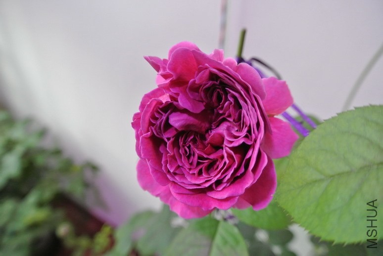 DSC_1829_������С.JPG