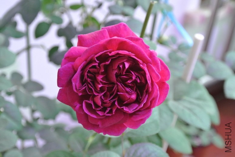 DSC_1922_������С.JPG