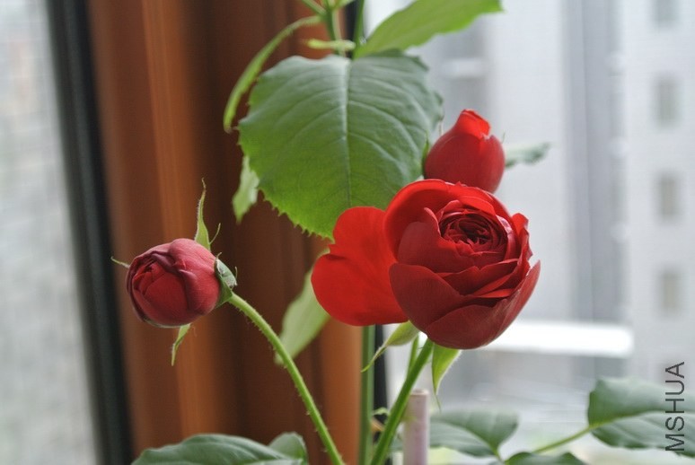 DSC_1896_������С.JPG