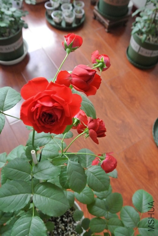 DSC_1981_������С.JPG