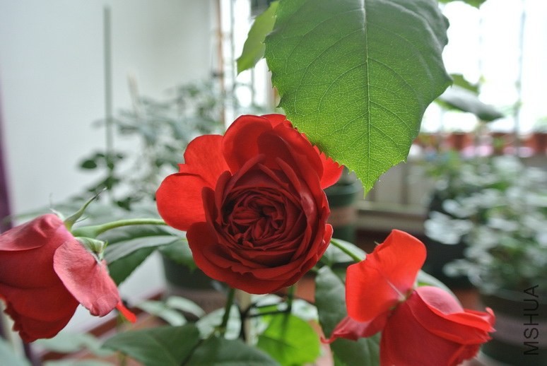 DSC_1987_������С.JPG