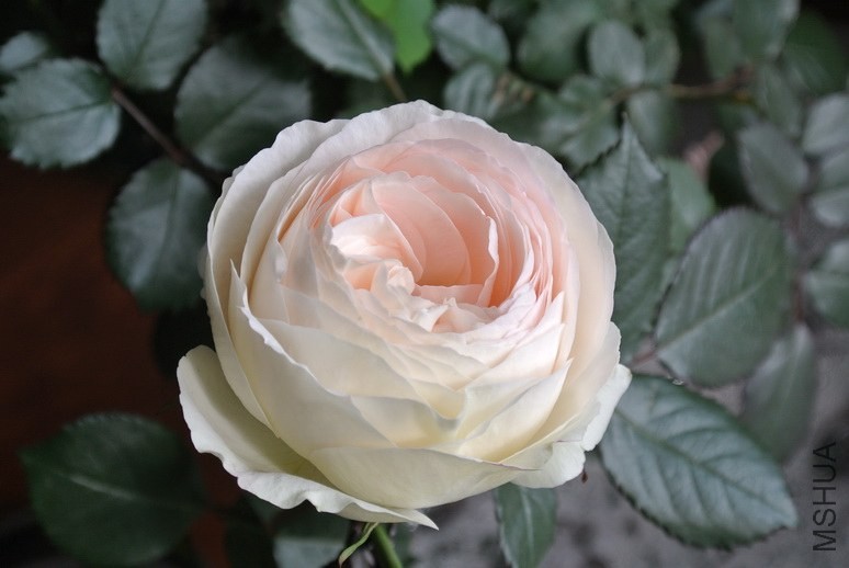 DSC_2018_������С.JPG