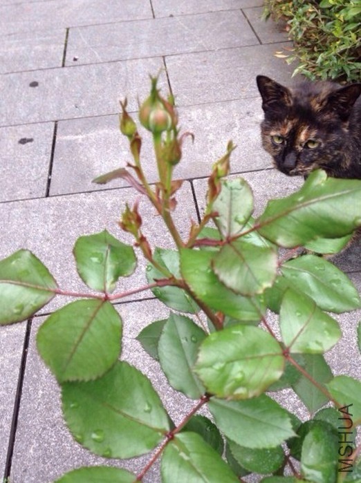 QQ��ͼ20140425144418.jpg