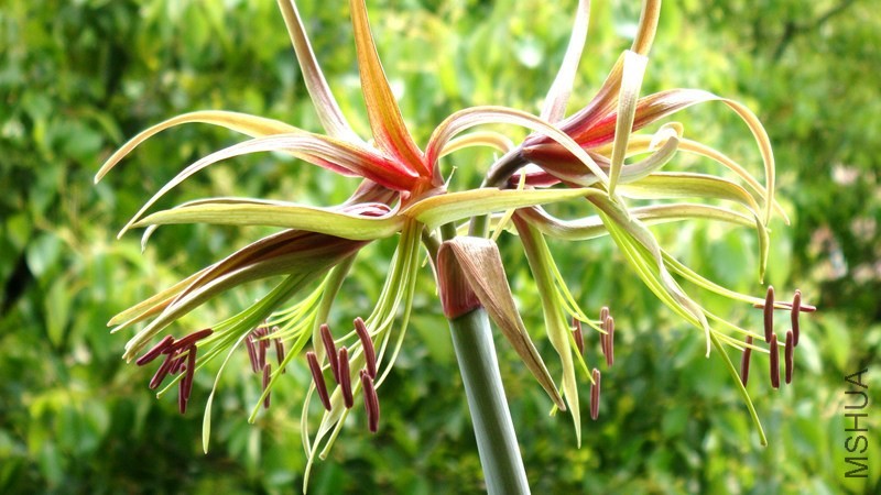 Hippeastrum cybister��Chico�� �춥������.JPG
