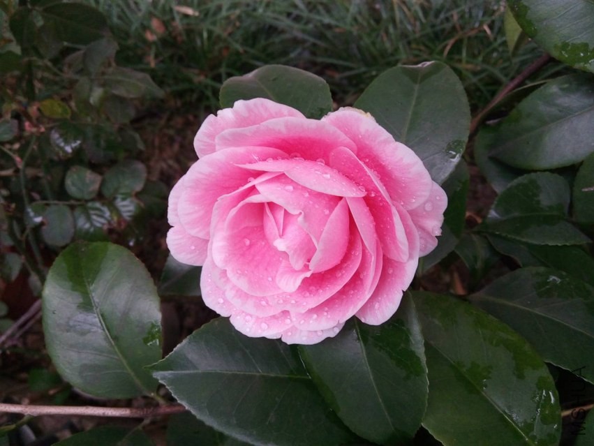 LIMG_20140329_1124132.jpg