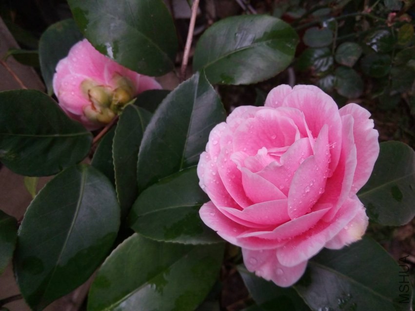 LIMG_20140329_1124514.jpg