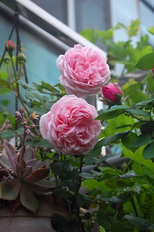 DSC_01250125.JPG