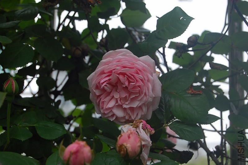 DSC_01310131.JPG