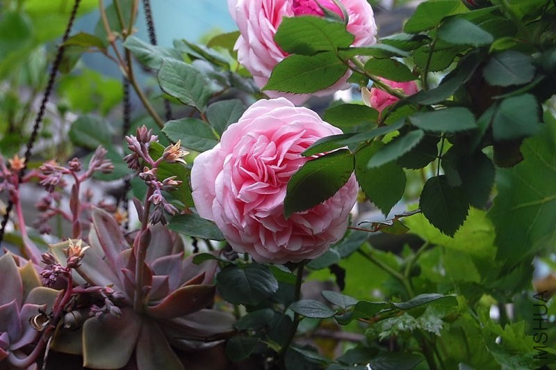 DSC_01180118.JPG