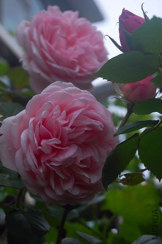 DSC_01240124.JPG