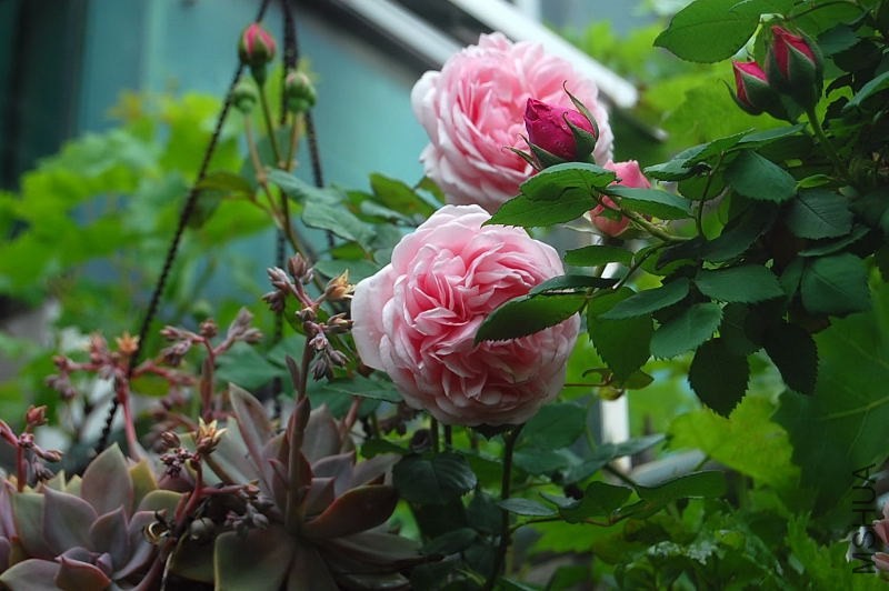 DSC_02130213.JPG