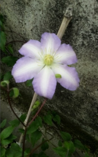 QQͼƬ20140425200126.jpg