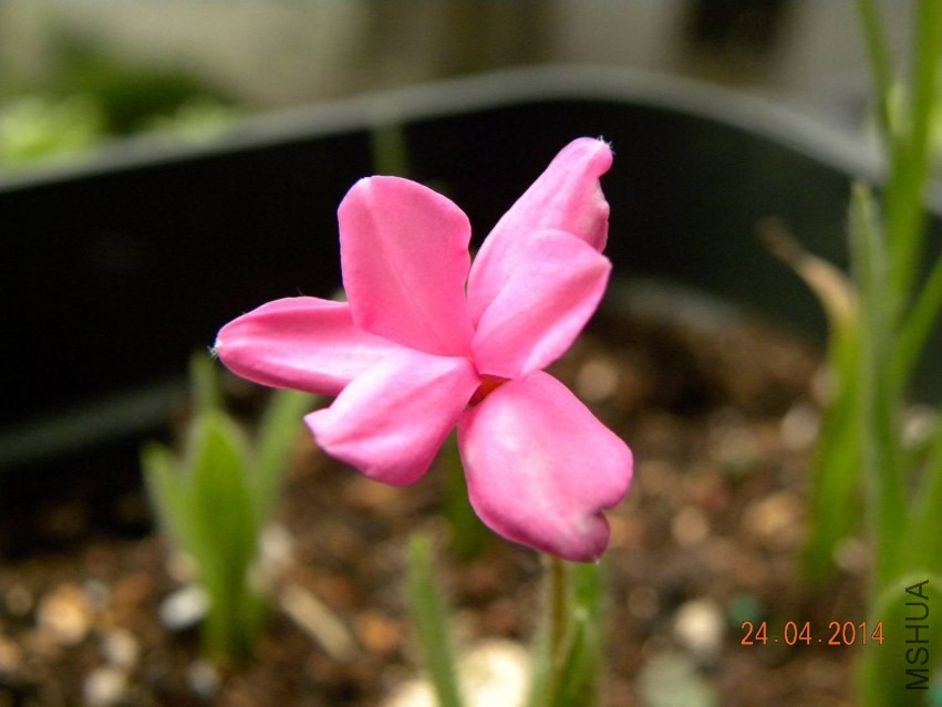 DSCN2306.jpg