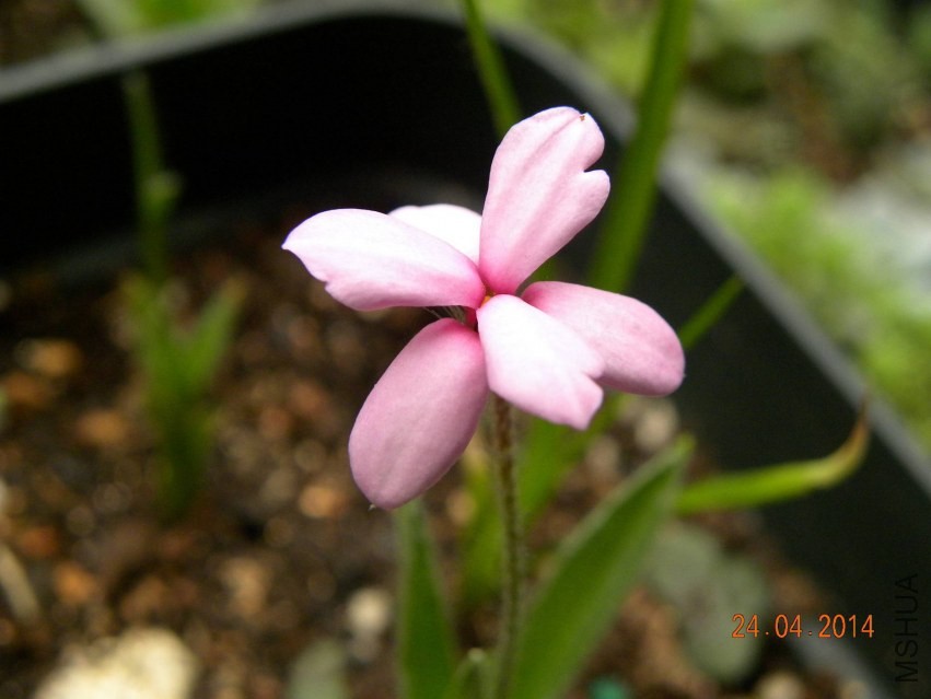 DSCN2307.jpg