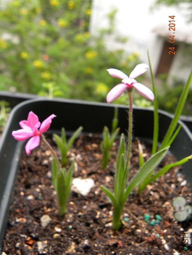 DSCN2310.jpg