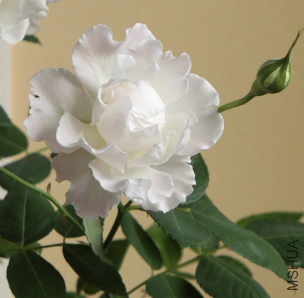 IMG_7522'.jpg