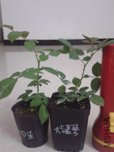 2014-04-25 00.16.27.jpg