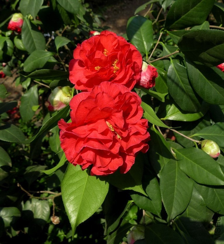 P1520257.jpg