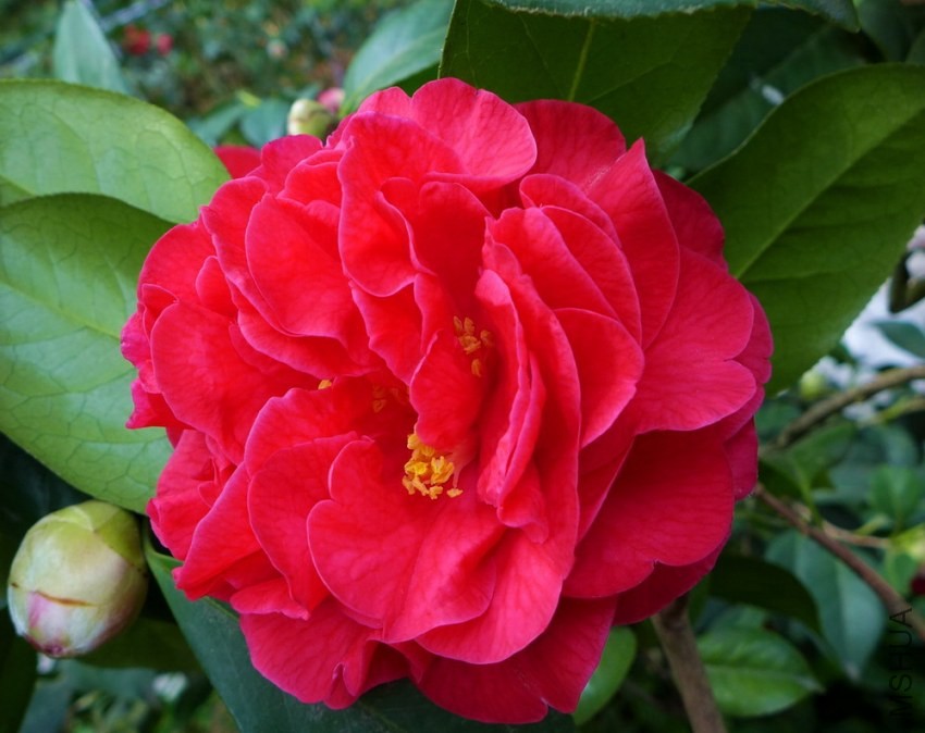 P1550160.jpg