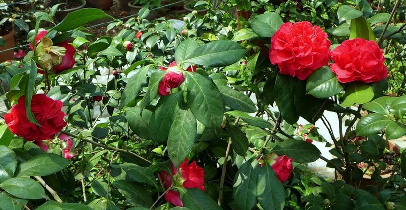 P1550221.jpg