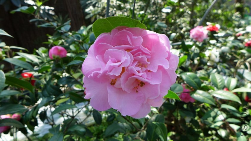 P1450036.jpg